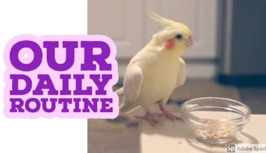 My daily routine with my Cockatiel Tilia