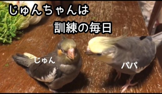 ヒナは覚える事がいっぱい！【オカメインコ】