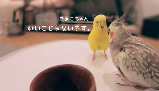 オカメインコに詰め寄るセキセイインコ 夜の放鳥 Cockatiel Budgerigar vlog