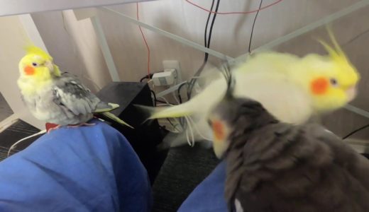 オカメインコ3羽、パソコン机、足の上で(◉Θ◉)