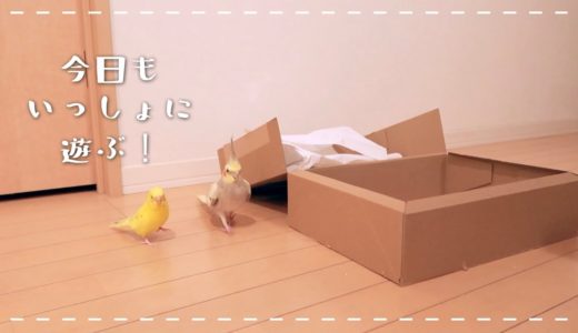 のんびり冬の放鳥 おしゃべりセキセイインコと甘えるオカメインコ Cockatiel Budgerigar vlog