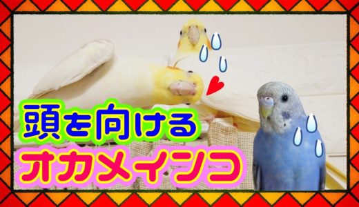 大好きな女子たちに頭を向けるオカメインコの男子きーちゃんw　parakeet