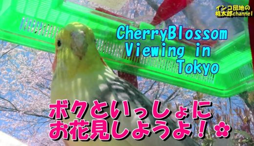 オカメインコと令和初ソメイヨシノのお花見へGo!  オカメインコ桃太郎