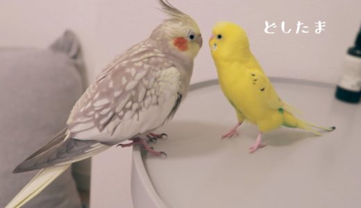 喋りかけるセキセイインコに動じないオカメインコ、急須に集合 talking Budgie Cockatiel