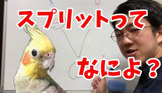 オカメインコ　スプリットってなんですか？を解説します。