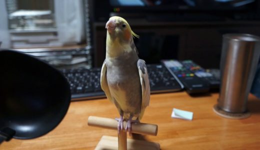 オカメインコと｢おたま｣