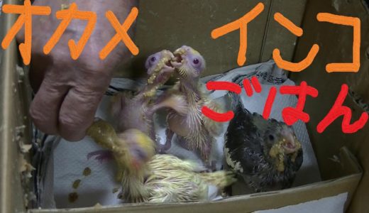 オカメインコのさしえ～顔も拭きました。