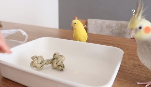 い草のおもちゃとペレット、のんきなお喋り オカメインコとセキセイインコの日常 Cockatiel Budgerigar vlog