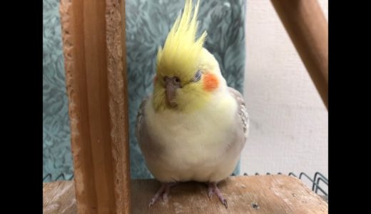 怒っても可愛いオカメインコ