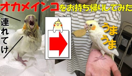 オカメインコの「もすら」との出会い cockatiel