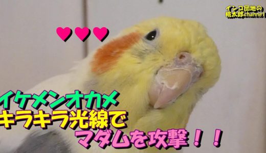 日々是好日なオカメインコはイケメン光線を放つニョだ^^♪　オカメインコ桃太郎