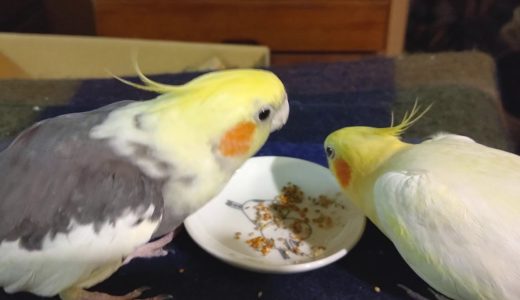 今日のオカメインコ【ゴエモン】&【ピグモン】