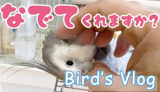 Vlog 文鳥 オカメインコ サザナミインコ / なでなで・水浴び・羽繕い・尾脂腺の話・ことりのうた