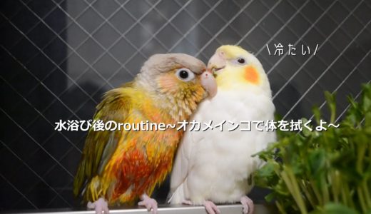 水浴び後はオカメインコで暖をとるウロコインコ【birb】Parakeet wiping body with cockatiel after bathing.