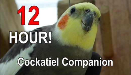 Cockatiel Companion 12 HOURS of BIRD NOISE!!! Play this to your Cockatiel