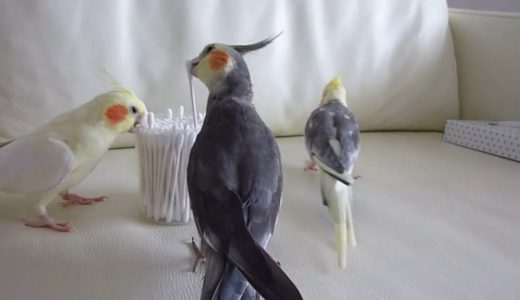 2013.7.15　オカメインコの綿棒遊び