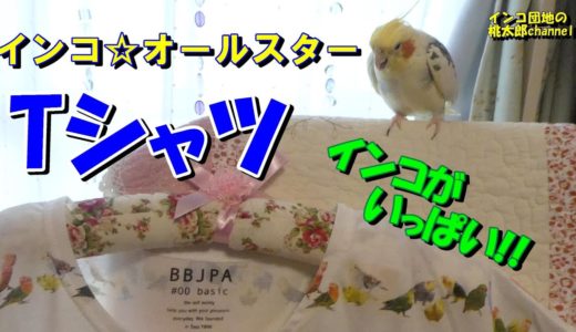 ワーキングチェアから離れないオカメインコ君と鳥さんグッズ＆インコ柄Tシャツ紹介するよ!!^^♪　オカメインコ桃太郎