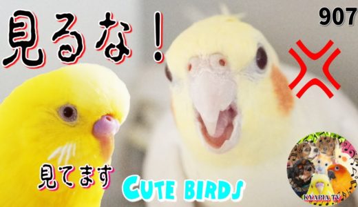 弱みを見られたくないオカメインコ、ちょっかいを出したいセキセイインコ｜鳥・オウム多頭飼い動画907 Cute Birds