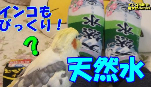 オカメインコ君もビックリ⁉　あの天然水が靴下になった？？？　オカメインコ桃太郎