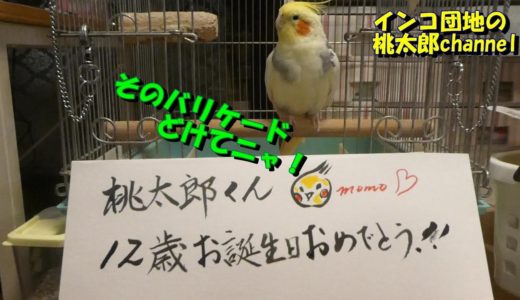 オカメインコの桃太郎くん12歳になりました^^♪　オカメインコ桃太郎