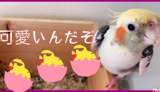 [オカメインコ]  雛が生まれて嬉しくて歓喜の歌を歌うオカメインコ