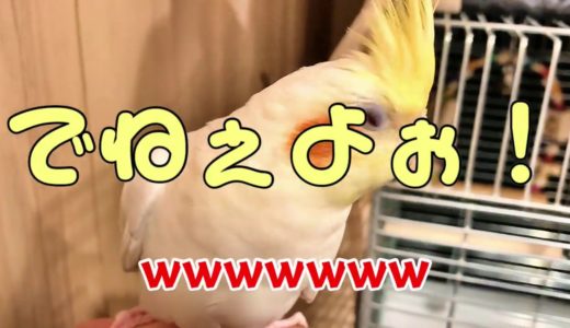 【オカメインコ】うんこうんこ体操！　＃１