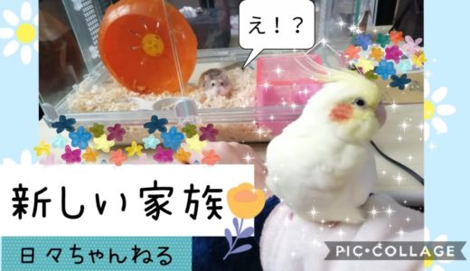 【ご報告】新しい家族【オカメインコ】　New family　Cockatiel