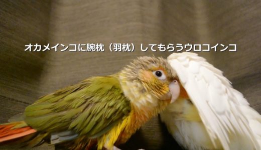 オカメインコに腕枕をしてもらうウロコインコ【Birb】Parakeet likes to sleep with his head on  cockatiel arm(wing lol)