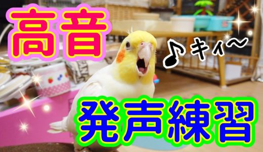 ソプラノ（高音）の発声練習をするオカメインコ