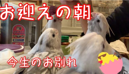 [オカメインコ]お迎えの朝が来た＃オカメインコ