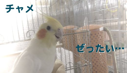 オカメインコのチャメ　ぜったい…