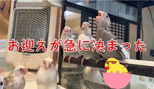 [オカメインコ]お迎えされました　#オカメインコ