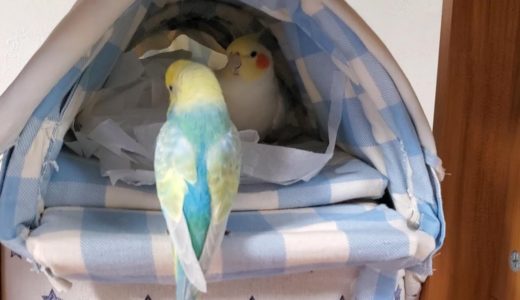 【オカメインコ】カシャカシャのお家で過ごすオカメインコとセキセイインコ　（カラと出会う前のぴのはな）