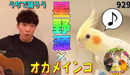 星野源 – うちで踊ろう×オカメインコのコラボ｜動物,歌,Dancing On The Inside,ミッキーマウスマーチ,面白い可愛い929