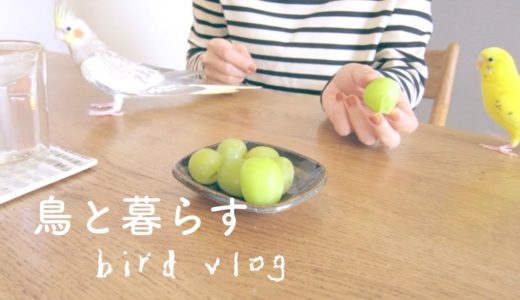 オカメとセキセイの日常 耳元でおしゃべり マスカット 黄昏 Cockatiel Budgie vlog