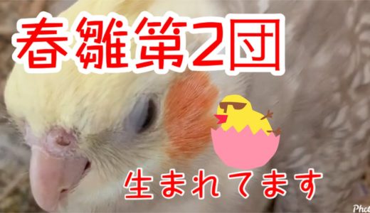 [オカメインコ]春雛第2団　＃オカメインコ