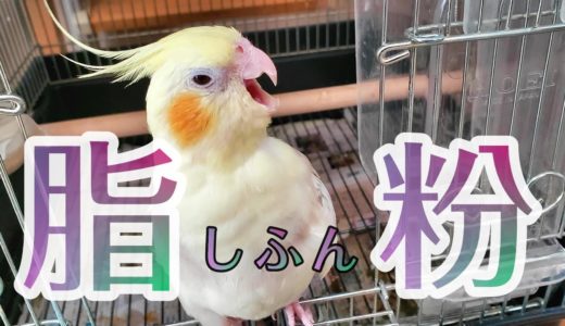 ★ 脂粉は健康の証！オカメインコをお迎えする前に知ってもらいたい事★Cockatiel Pocky オカメインコ　ポッキー