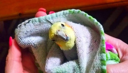 Cockatiel Rescued After Cat Attack | Finds a Forever Home | Parrot Rescue