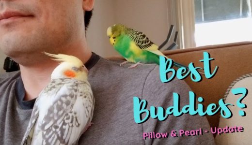 Cockatiel and Budgie Best Buddies? – Pillow & Pearl First Week Update