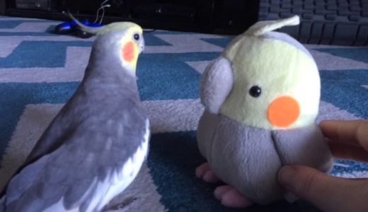 Cockatiel reacts to plush toy version of himself