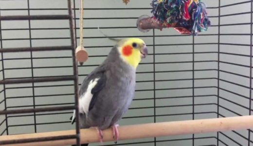 Gucci the cockatiel whistles “The Addams Family” song