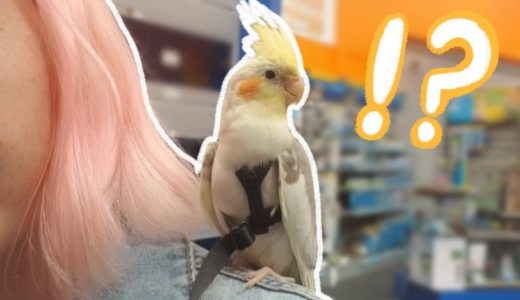 My Cockatiel Goes To a Pet Store For the First Time!