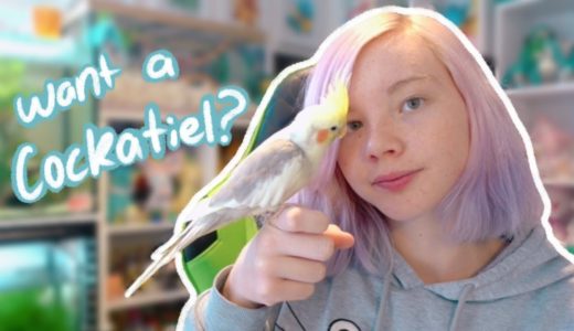 Should You Get a Cockatiel?