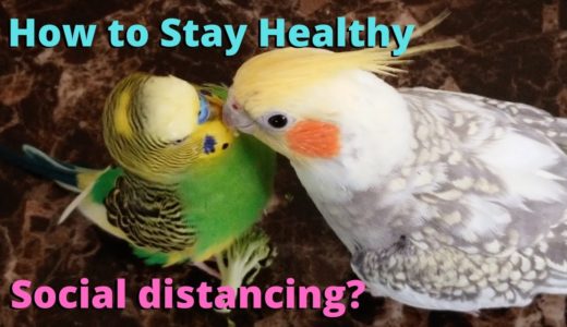 Tips to Keep You and Your Birds Healthy | Budgie and Cockatiel