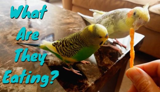 What Are They Eating? | Pillow the Budgie & Pearl the Cockatiel