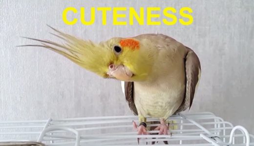 Cockatiel Cuteness Level Overdose ❤️