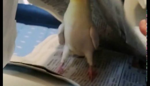 オカメインコと新聞紙