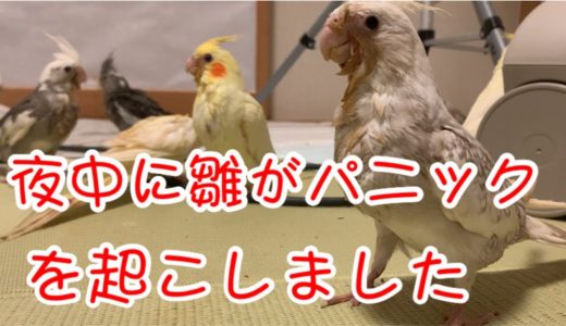 [オカメインコ］オカメインコの雛がパニックを起こしました！＃オカメインコ＃パニック＃Cocktail