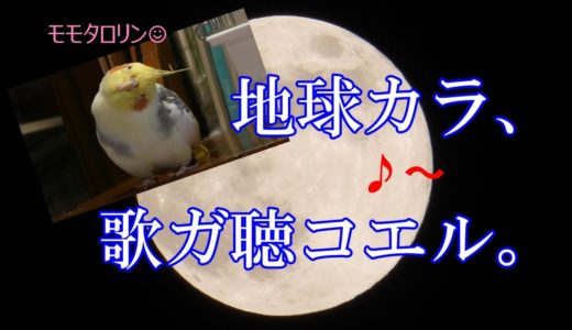 宇宙のお友達に届けオカメの歌声！！☆彡　オカメインコ桃太郎