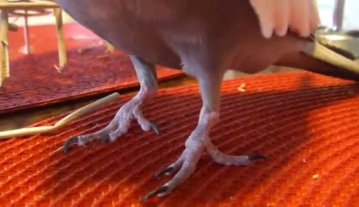 インコの”ももひき”、見たことありますか？　オカメインコのセサミ